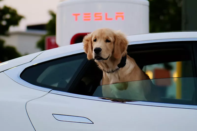 electric car scheme dog